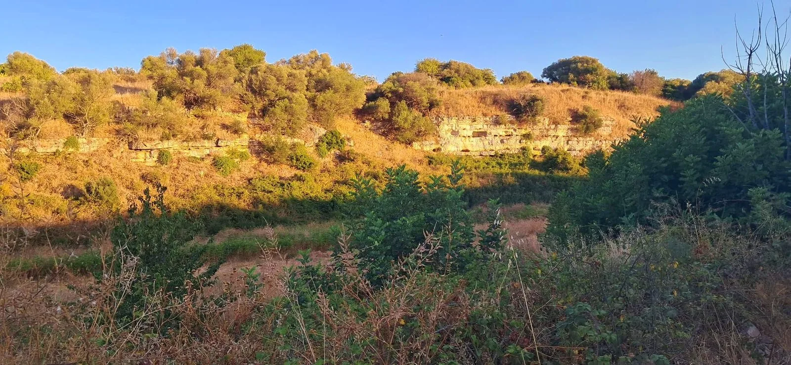 Il fondo di Lama Balice al tramonto, con le pareti basse di roccia calcarea stratificata coperte di macchia mediterranea e arbusti